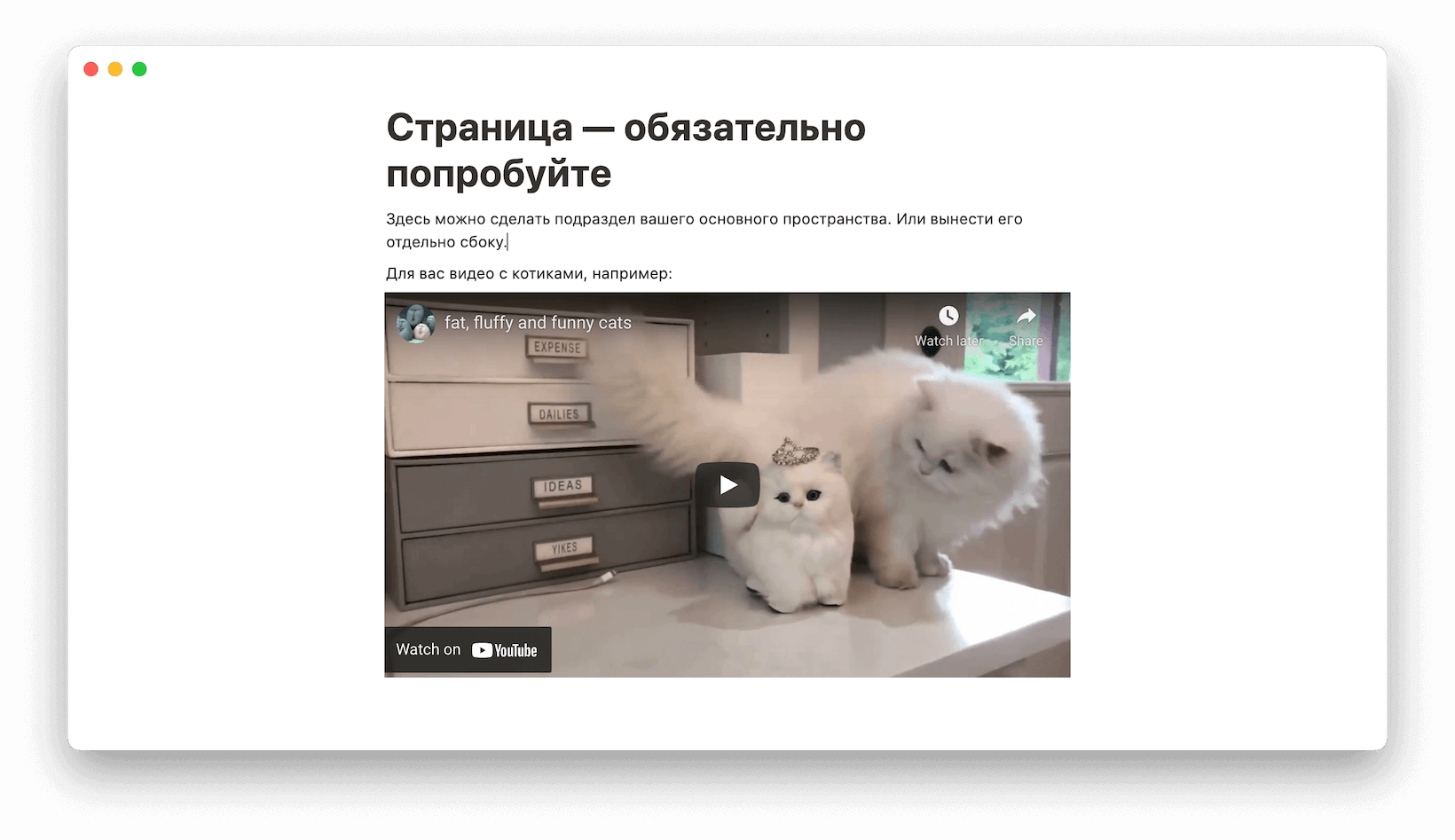 Страница, на которой лежит видео с котяточками
