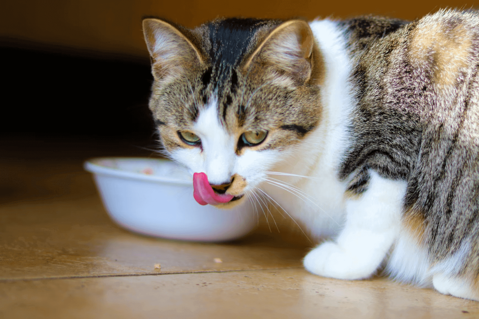 Разноцветный кот ест корм и облизывается 